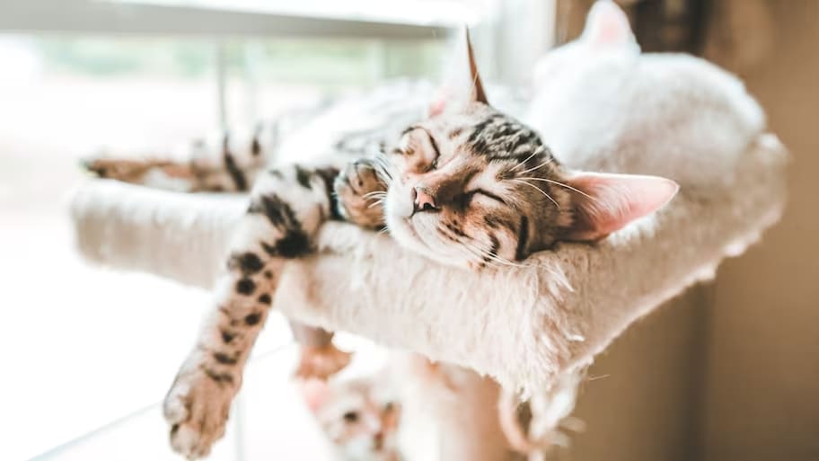 Передержка здоровых<br>кошек и котят